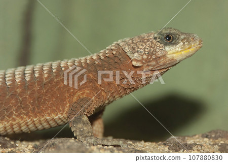 Closeup on a giant girdled lizard, Cordylus giganteus sitting on wood Closeup on a giant girdled lizard, Cordylus giganteus sitting on wood 107880830