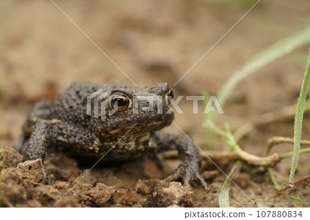 Frontal closeup on a brown male European common toad , Bufo bufo sitting on the ground in the garden 107880834