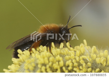 Closeup on a female Clarke's mining bee, Andrena clarkella, sitting on Willow, Salix 107880835