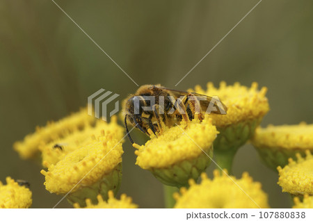 Closeup on a Red-legged furrow bee, Halictus rubicundus sitting on a yellow Tansy flower, Tanacetum vulgare Closeup on a Red-legged furrow bee, Halictus rubicundus sitting on a yellow Tansy flower, Tanacetum vulgare 107880838