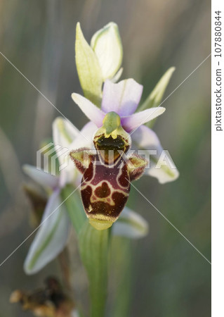 Vertical close up of a fresh white flower of woodcock bee-orchid or woodcock orchid ( Ophrys scolopax ) Vertical close up of a fresh white flower of woodcock bee-orchid or woodcock orchid ( Ophrys scolopax ) 107880844