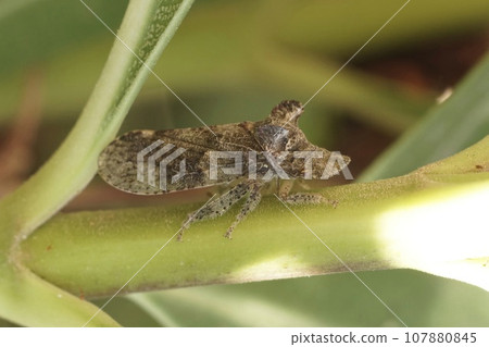 Closeup on the eared leafhopper cicada bug, Ledra aurita Closeup on the eared leafhopper cicada bug, Ledra aurita 107880845