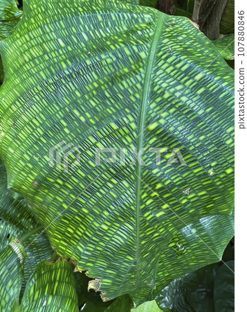 Closeup on the internet-famous houseplant with patterened leaf, Calathera musaica or Network plant Closeup on the internet-famous houseplant with patterened leaf, Calathera musaica or Network plant 107880846