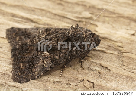 Closeup on the dark Sorcered Owlet moth, Aedia leucomelas sitting on wood Closeup on the dark Sorcered Owlet moth, Aedia leucomelas sitting on wood 107880847