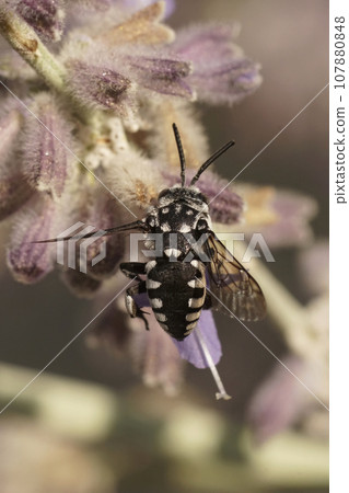 Vertical closeup on a black and white Mediterranean cuckoo bee, Thyreus species on a purpel flower Vertical closeup on a black and white Mediterranean cuckoo bee, Thyreus species on a purpel flower 107880848