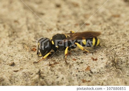 Closeup on a square headed digger wasp, Ectemnius continuus, sitting on a piece of wood 107880851