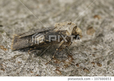 Closeup on a dark colored form of the Shuttle-shaped Dart , Agrotis puta , sitting on wood 107880853