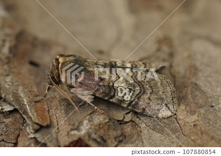 Closeup on the figure of eighty moth, Tethea ocularis sitting on wood Closeup on the figure of eighty moth, Tethea ocularis sitting on wood 107880854