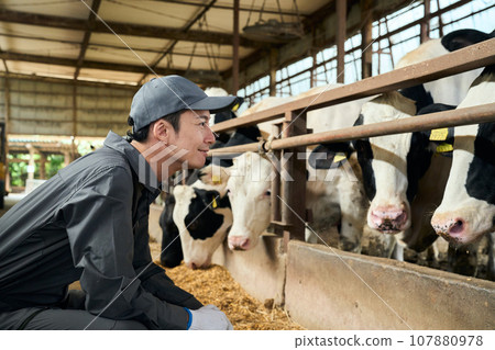 A man watching over the raising of cows A man watching over the raising of cows 107880978