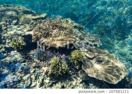 Okinawa Photo Miyako Island Blue coral reefs around Ogami Island Okinawa Photo Miyako Island Blue coral reefs around Ogami Island 107881211