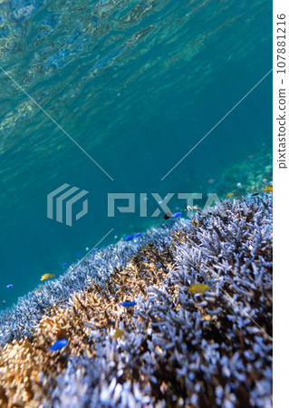 沖繩 照片 宮古島 大神島周圍的藍色珊瑚礁和熱帶魚 沖繩 照片 宮古島 大神島周圍的藍色珊瑚礁和熱帶魚 107881216