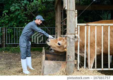 撫摸牲畜的男人 107881757