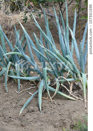 蔥 107881896