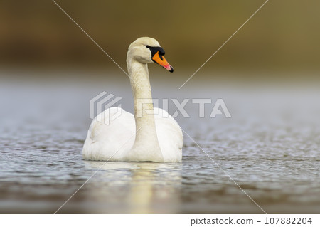 one mute swan swimming on a reflecting lake (Cygnus olor) one mute swan swimming on a reflecting lake (Cygnus olor) 107882204