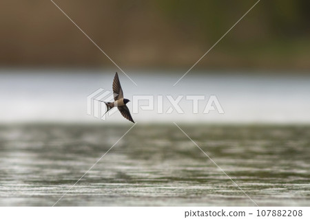 one barn swallow (Hirundo rustica) flies over a lake in search of insects one barn swallow (Hirundo rustica) flies over a lake in search of insects 107882208