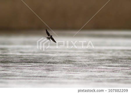 one barn swallow (Hirundo rustica) flies over a lake in search of insects one barn swallow (Hirundo rustica) flies over a lake in search of insects 107882209