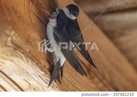 2 house martins (Delichon urbicum) hang on a wooden beam and begin to build a nest 107882210