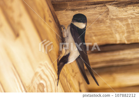 one house martin (Delichon urbicum) hangs on a wooden beam and begins to build a nest one house martin (Delichon urbicum) hangs on a wooden beam and begins to build a nest 107882212