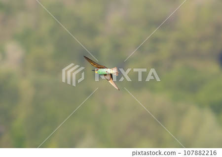 one colorful bee-eater (Merops apiaster) flies through the air hunting for insects one colorful bee-eater (Merops apiaster) flies through the air hunting for insects 107882216