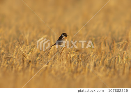 one Stonechat (Saxicola rubicola) sits on the ears of a wheat field and searches for insects 107882226