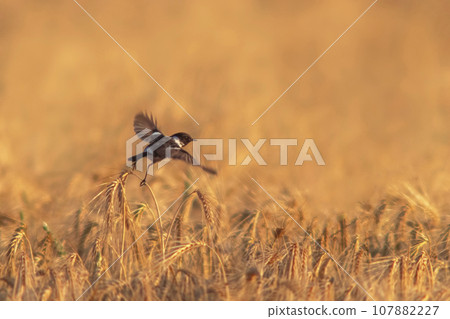 one male Stonechat (Saxicola rubicola) flies over a wheat field looking for insects one male Stonechat (Saxicola rubicola) flies over a wheat field looking for insects 107882227