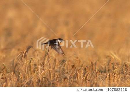 one male Stonechat (Saxicola rubicola) flies over a wheat field looking for insects 107882228