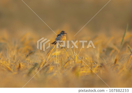 one a female stonechat (Saxicola rubicola) sits on the ears of a wheat field and searches for insects 107882233