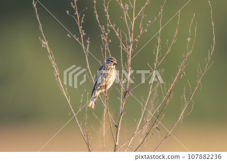 one female linnet sits on a branch in a garden one female linnet sits on a branch in a garden 107882236