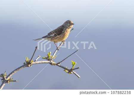 one female linnet sits on a branch in a garden one female linnet sits on a branch in a garden 107882238