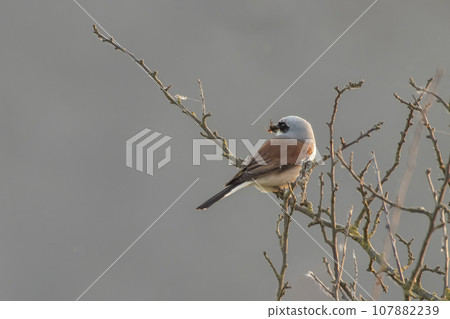 one male red-backed shrike sitting on a branch in a park one male red-backed shrike sitting on a branch in a park 107882239