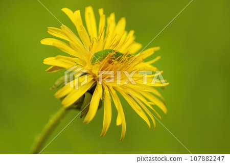 one small green caterpillar crawls through a yellow flower of a dandelion one small green caterpillar crawls through a yellow flower of a dandelion 107882247