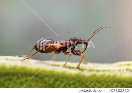 one larva of a damsel bug sits on a green leaf 107882250