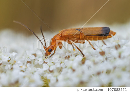 one red soldier beetle sits on a white flower and sunbathes 107882251