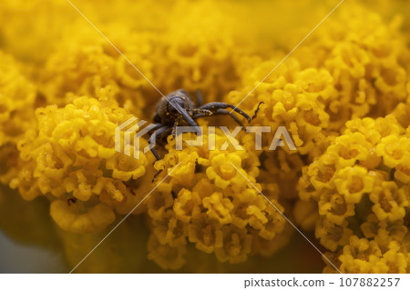 one weevil sits on a yellow flower and sunbathes 107882257