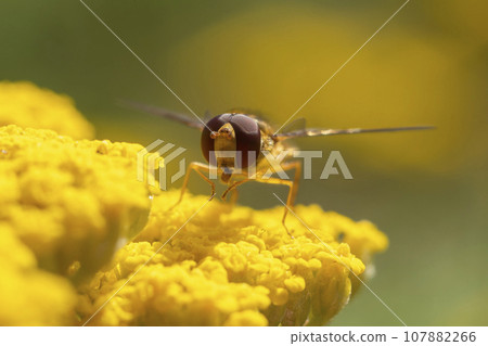 one hover fly sits on a flower and nibbles on nectar 107882266
