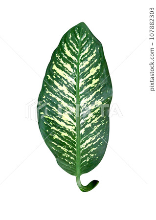 Green leaves pattern,leaf Dieffenbachia tree isolated 107882303