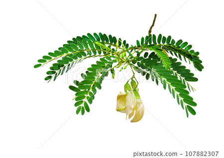green leaves pattern,leaf vegetable Humming Bird isolated green leaves pattern,leaf vegetable Humming Bird isolated 107882307