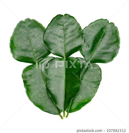 Green leaves pattern,leaf kaffir lime isolated Green leaves pattern,leaf kaffir lime isolated 107882312