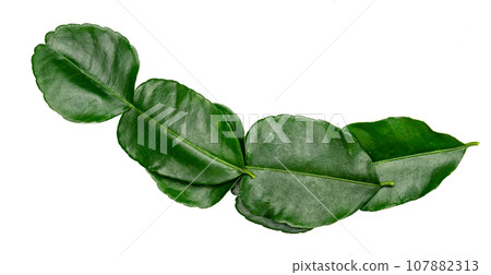 Green leaves pattern,leaf kaffir lime isolated on white background Green leaves pattern,leaf kaffir lime isolated on white background 107882313