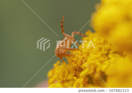one yellow pumpkin spider camouflages itself on a yellow blooming flower one yellow pumpkin spider camouflages itself on a yellow blooming flower 107882323