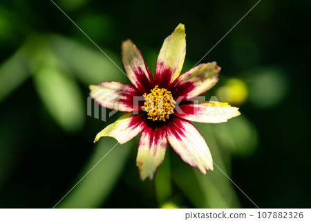 秋天花壇裡盛開的金雞菊花 107882326