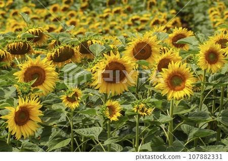 field with blooming sunflowers in summer field with blooming sunflowers in summer 107882331