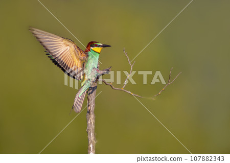 one colorful bee-eater (Merops apiaster) landing on a branch 107882343