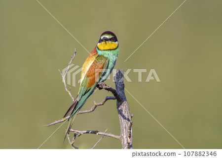 one colorful bee-eater (Merops apiaster) sits on a branch and looks for insects one colorful bee-eater (Merops apiaster) sits on a branch and looks for insects 107882346