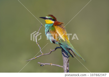 one colorful bee-eater (Merops apiaster) sits on a branch and looks for insects 107882347