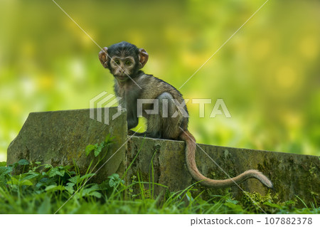 one young Barbary macaque (Macaca sylvanus) sits on a stone and looks very curious one young Barbary macaque (Macaca sylvanus) sits on a stone and looks very curious 107882378
