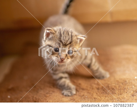 one young domestic striped cat (Felis catus) looks cute 107882387