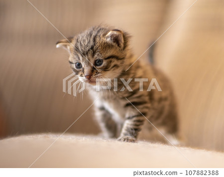 one young domestic striped cat (Felis catus) looks cute 107882388