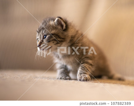 one young domestic striped cat (Felis catus) looks cute 107882389