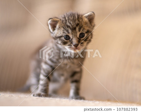 one young domestic striped cat (Felis catus) looks cute 107882393